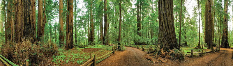 A panoramic view of wide trails lined with wooden fences in a redwood forest