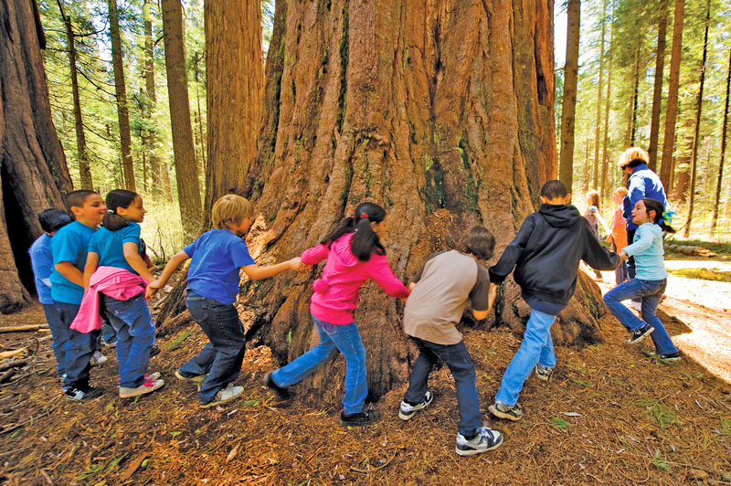A group of kids hold hands and walk in a circle around a redwood tree