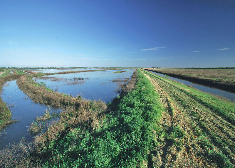 A managed wetland with irrigation in an agricultural landscape