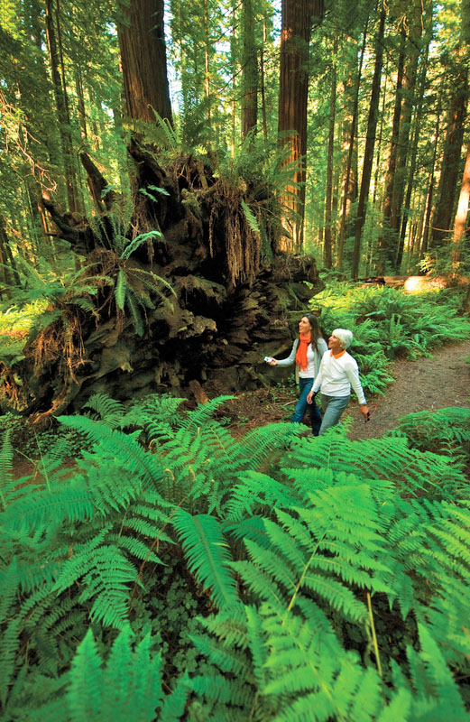Two women hiking along a trail looking up at the tall redwoods with ferns in the foreground