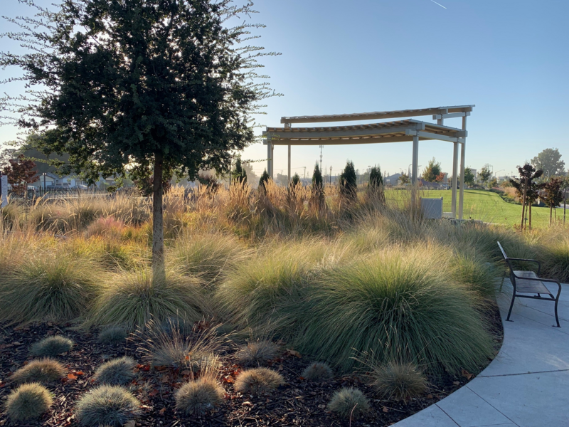 Wooden canopy structure next to a tree and a bench in a grassy park.