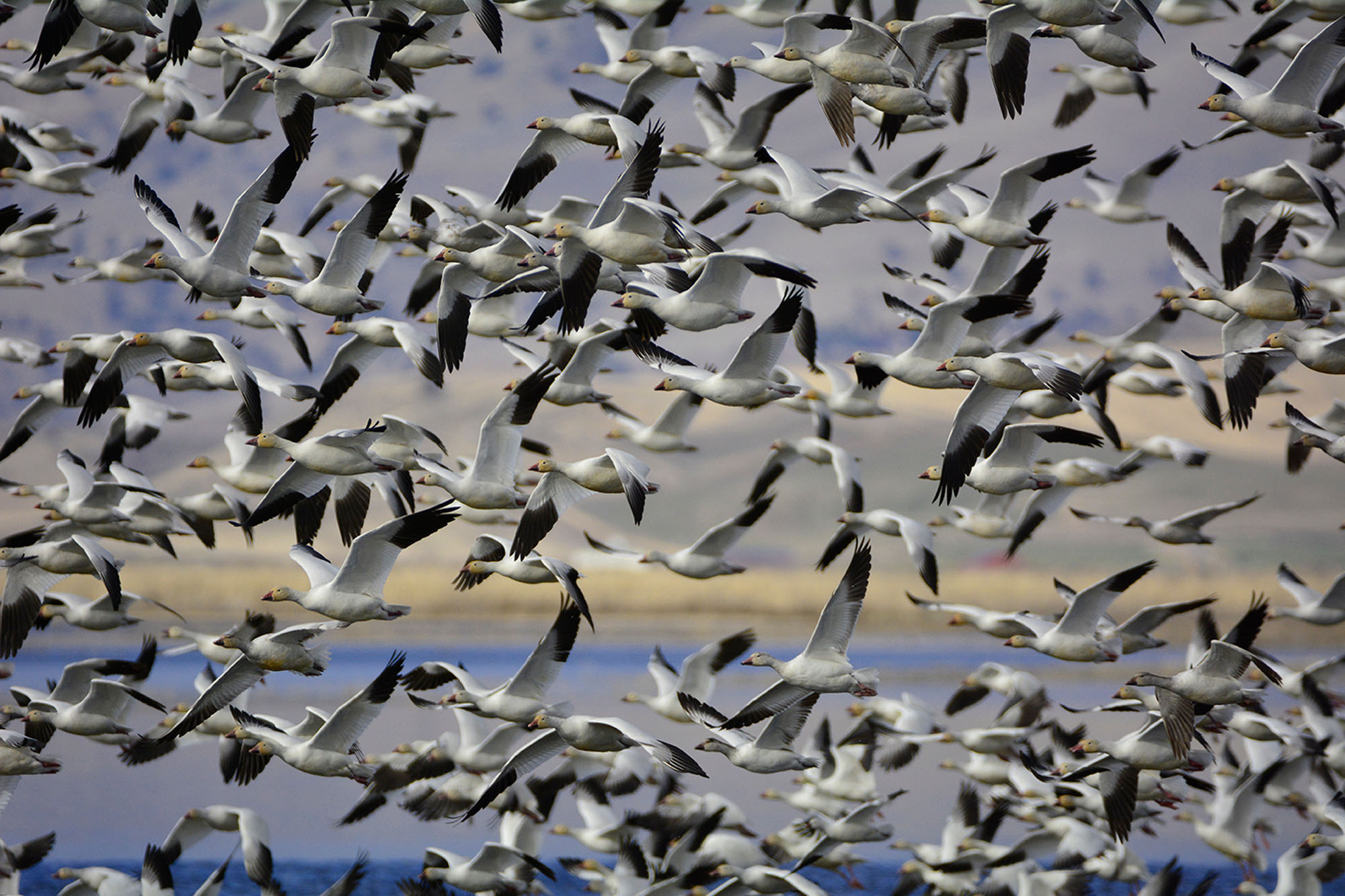 Geese in flight as they fly over open water