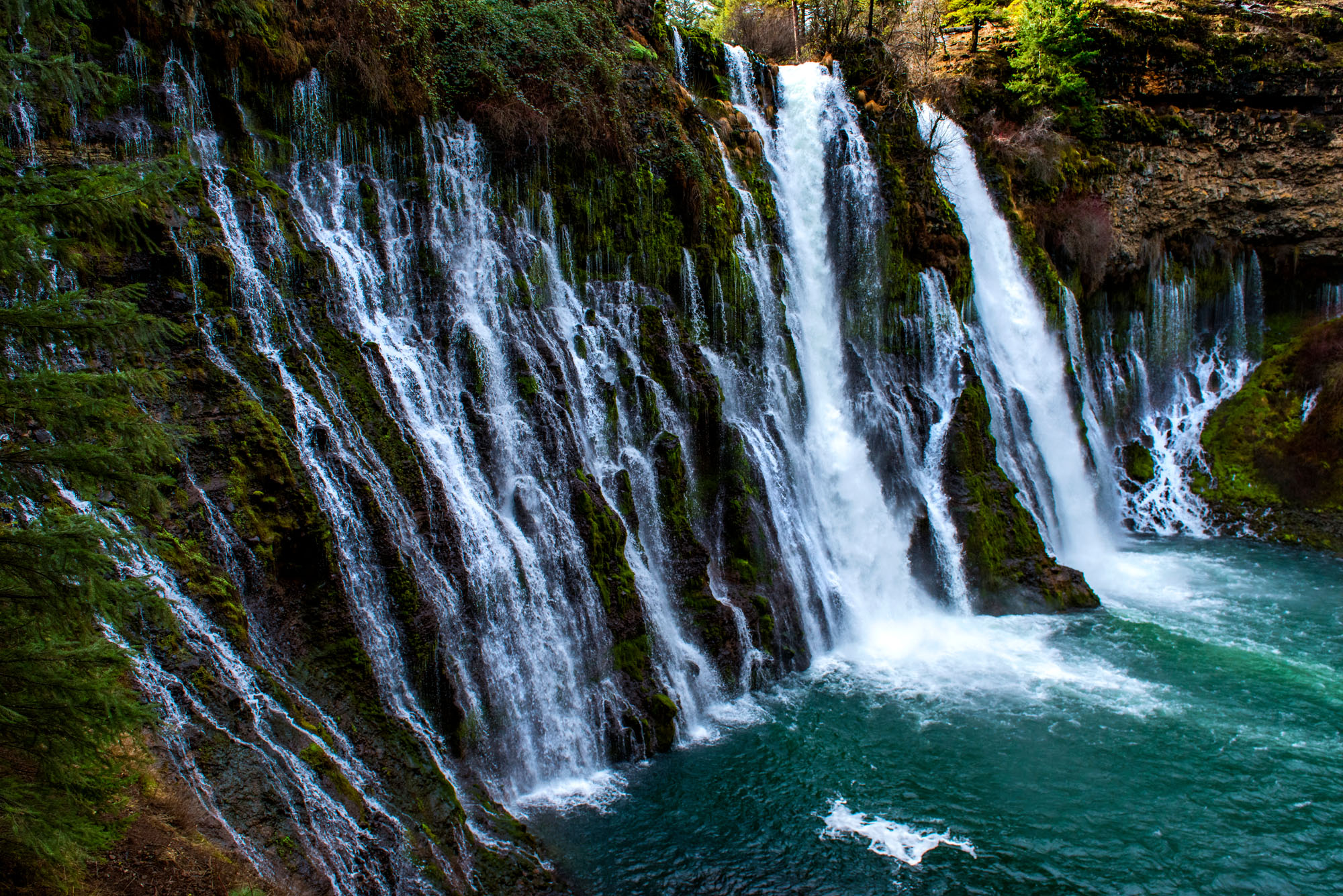 A waterfall surrounded by ferns and forest