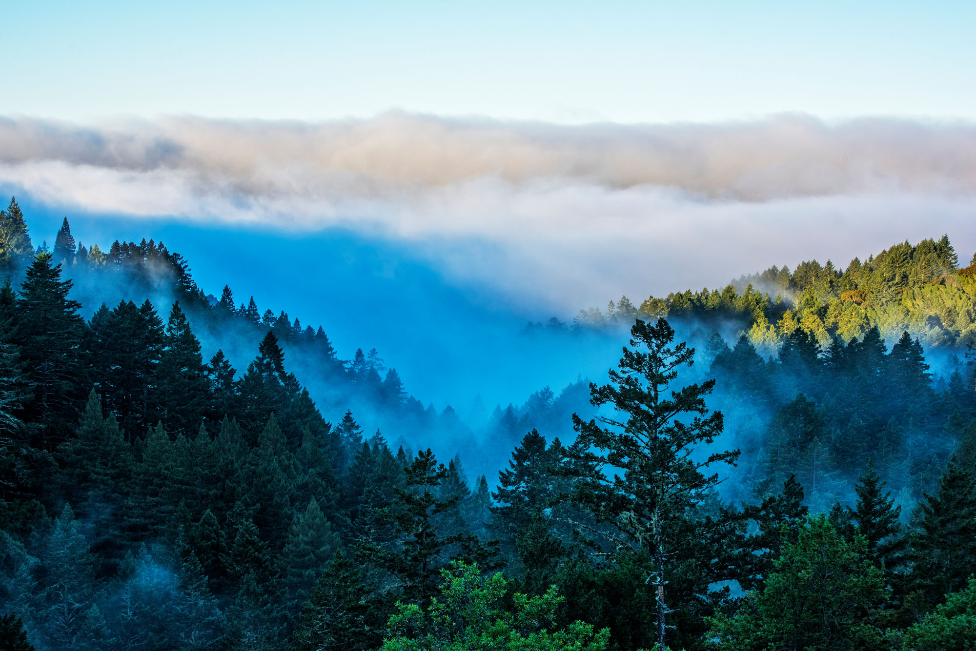 Mountain forest shrouded in fog with blue skies and sun above the fog